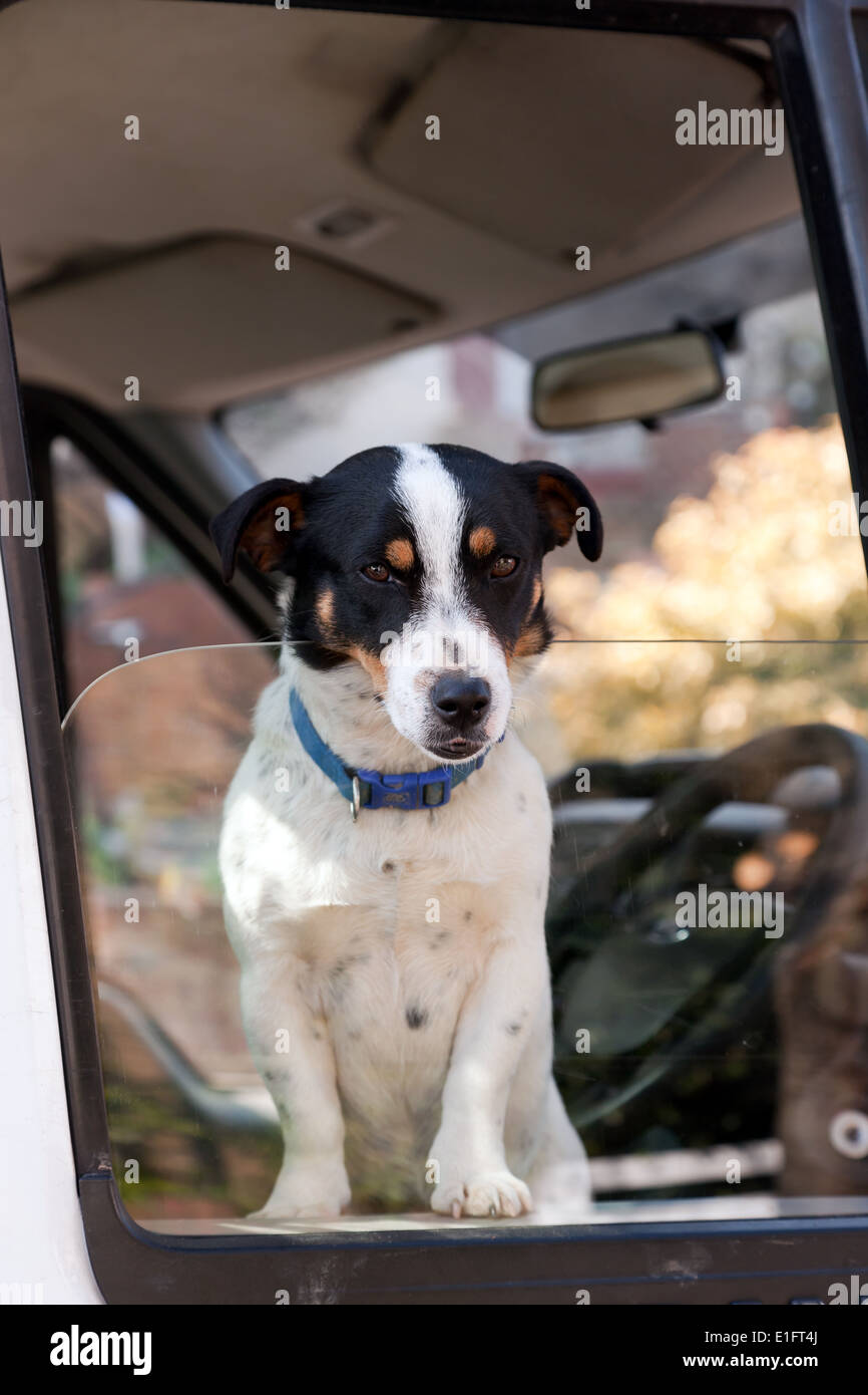 Un Jack Russell Terrier, guardando fuori attraverso la finestra di una Thames Water Van di transito Foto Stock