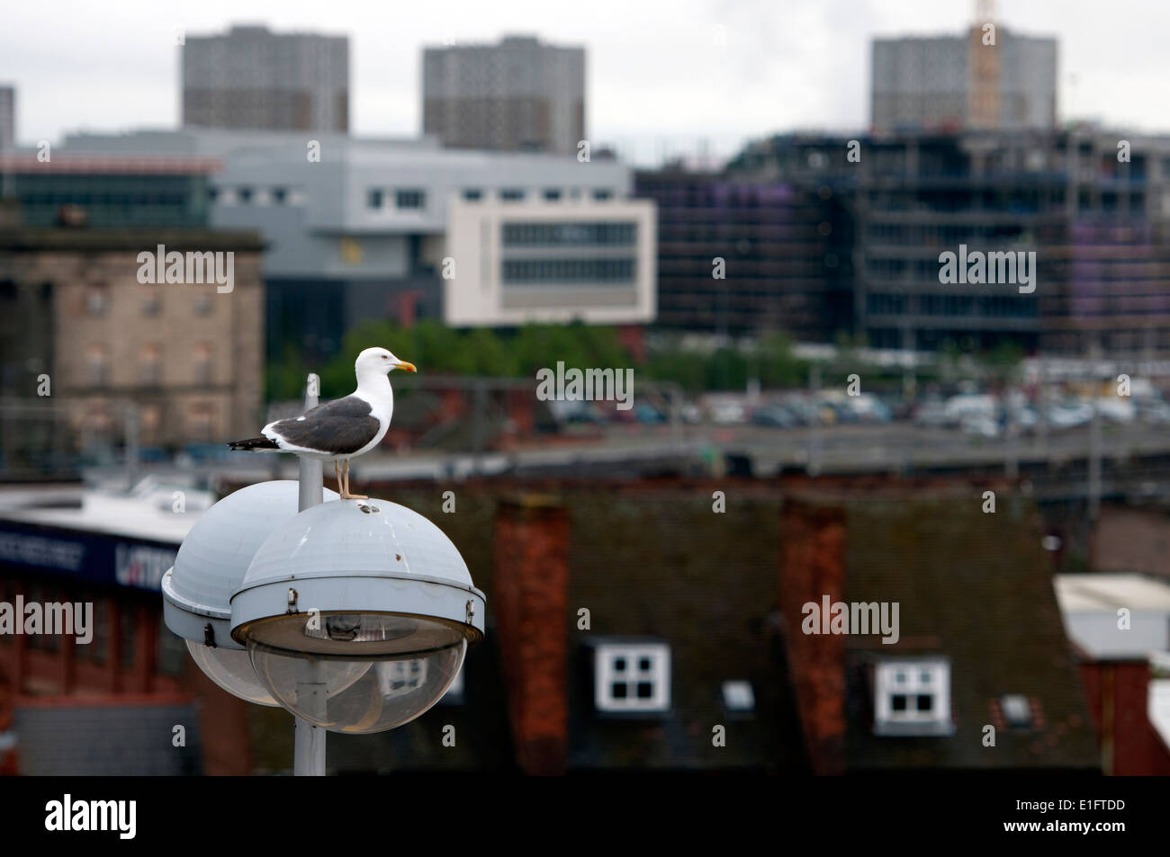 Lesser Black-backed Gull, Birmingham City Centre, Regno Unito Foto Stock