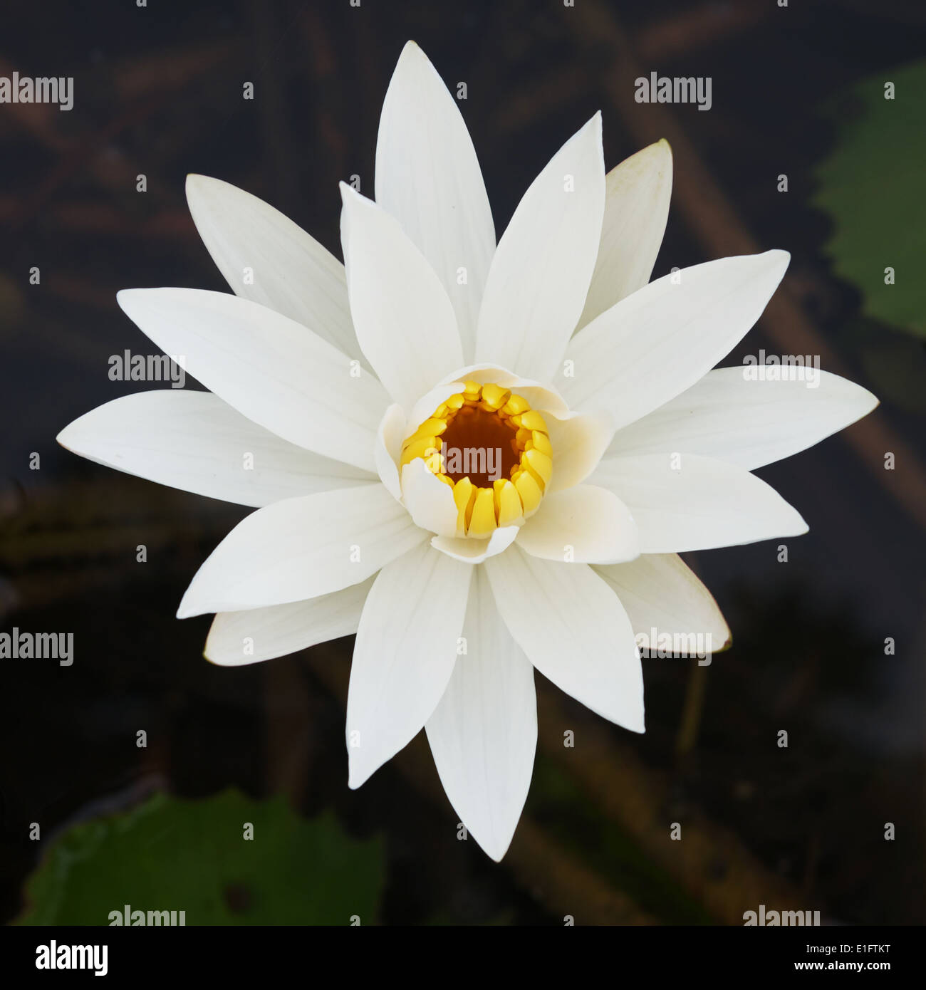 White Lotus Foto Stock