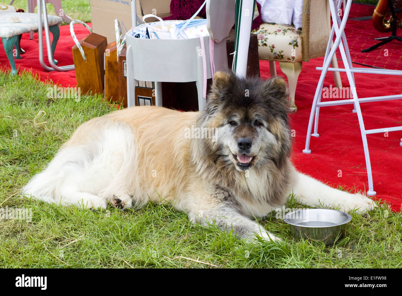 Husky Chow Mix cane posa con la sua acqua vaso ad una mostra in Inghilterra Foto Stock