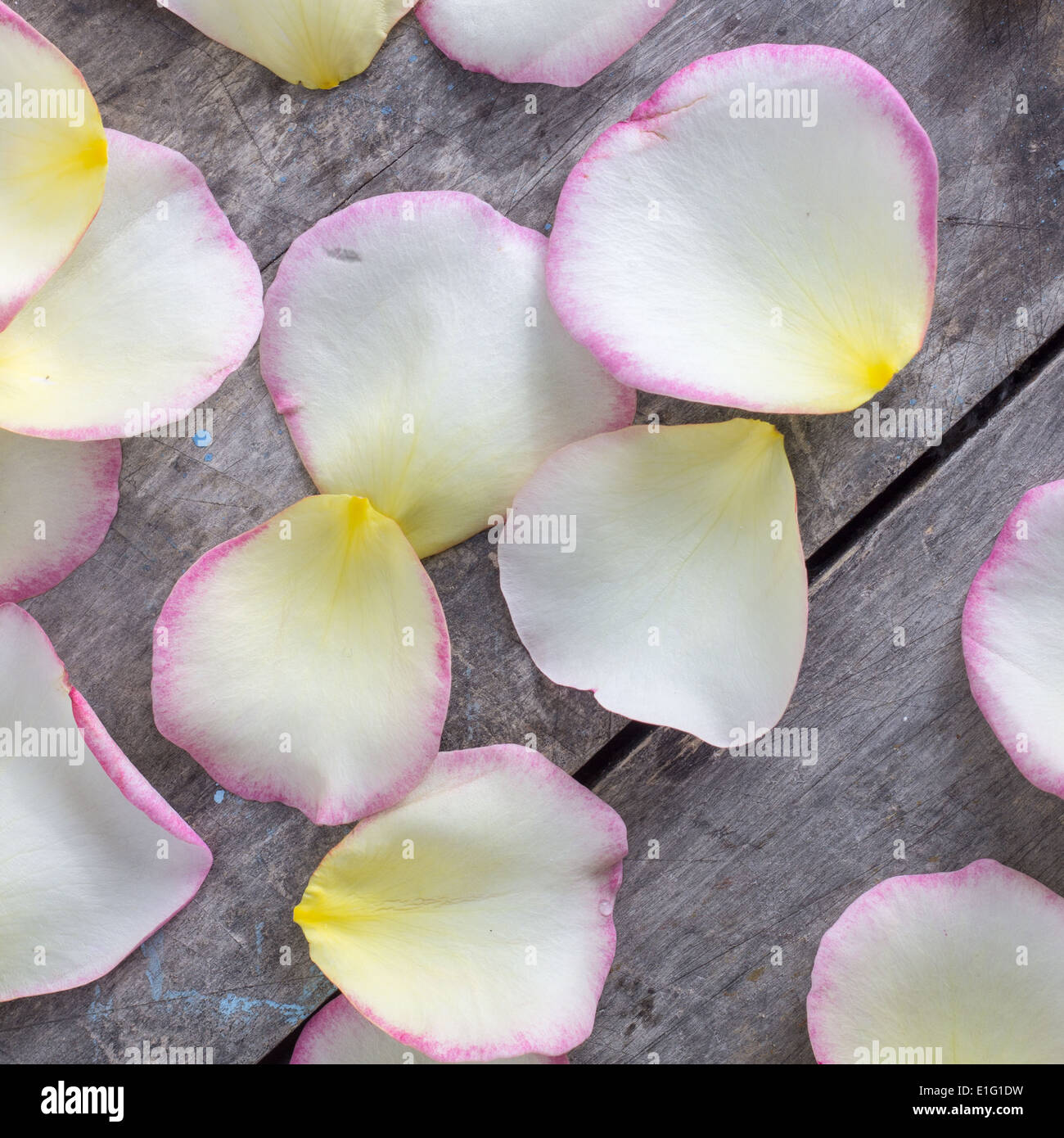 Petalo di Rosa su sfondo di legno dal di sopra Foto Stock