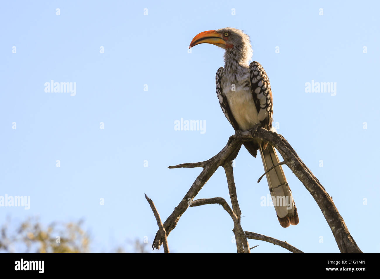 Incoronato Hornbill appollaiato in un albero a Sabi Sands Game Reserve, Kruger National Park, Sud Africa. Foto Stock