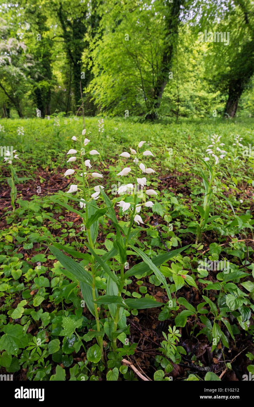 A stretta lasciava spada-lasciava helleborine Cephalanthera longifolia Foto Stock