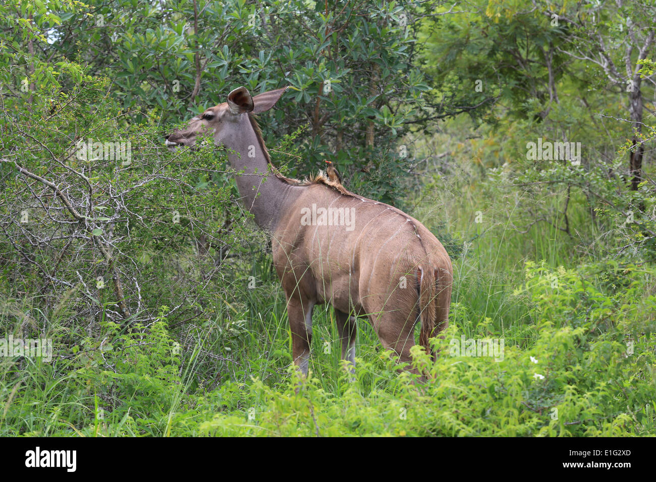 Kudu femmina con un oxpecker sulla sua schiena al Sabi Sands Game Reserve, Kruger National Park, Sud Africa. Foto Stock