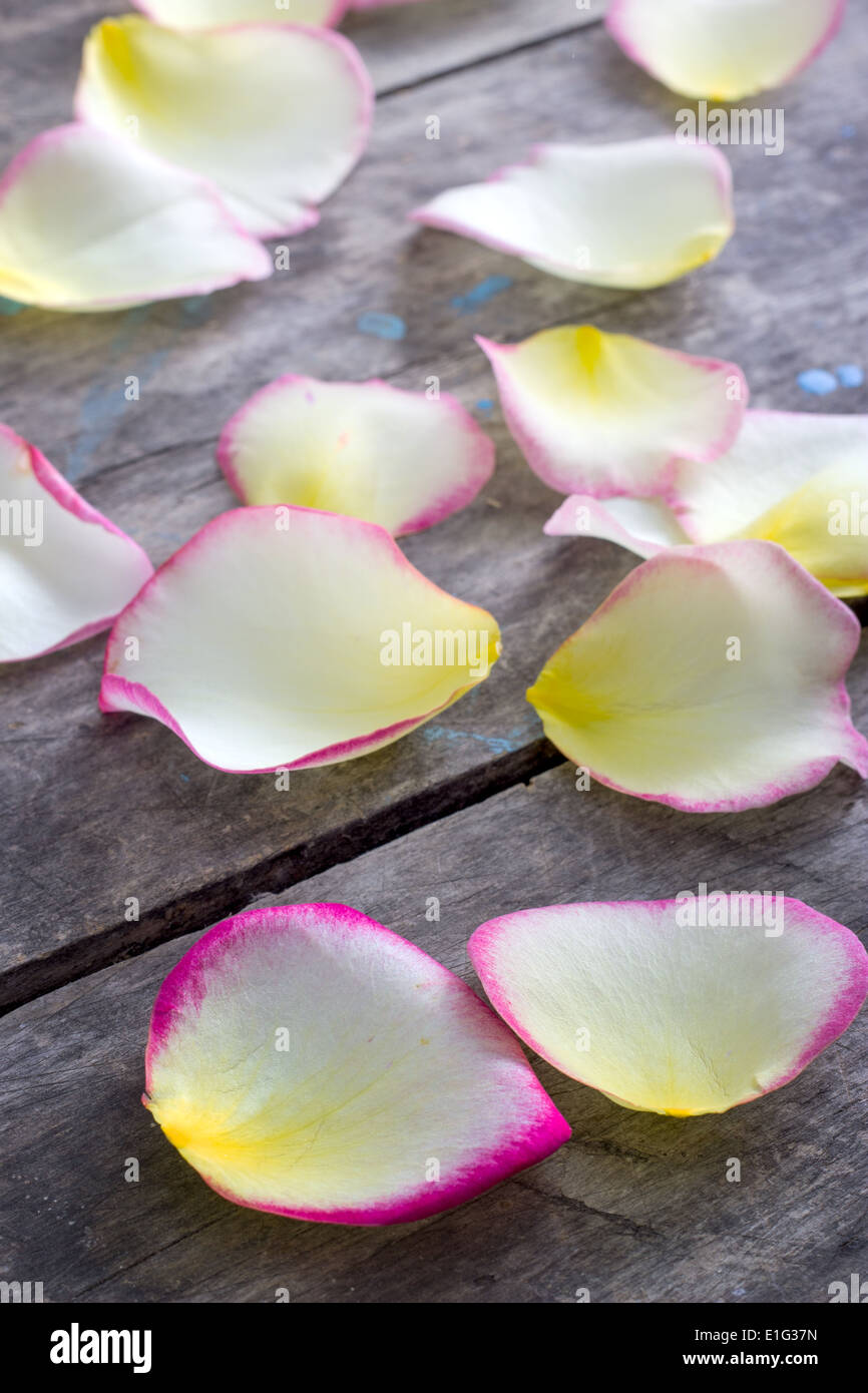 Petalo di Rosa su sfondo di legno, close up Foto Stock