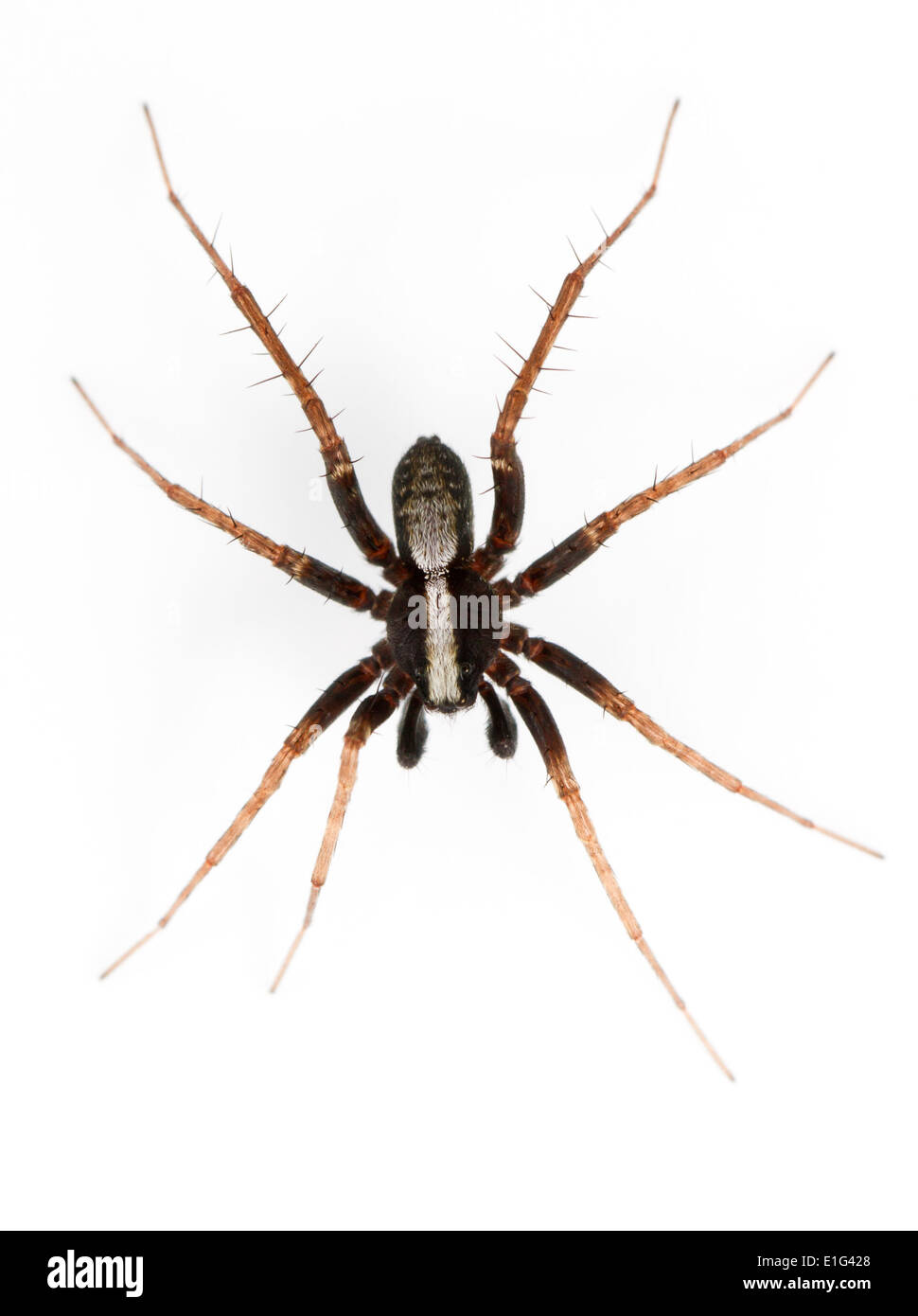 Pardosa saltans - maschio. I più comuni di wolf spider trovato su zone soleggiate della figliata di foglia di foreste nel sud della Gran Bretagna. Foto Stock