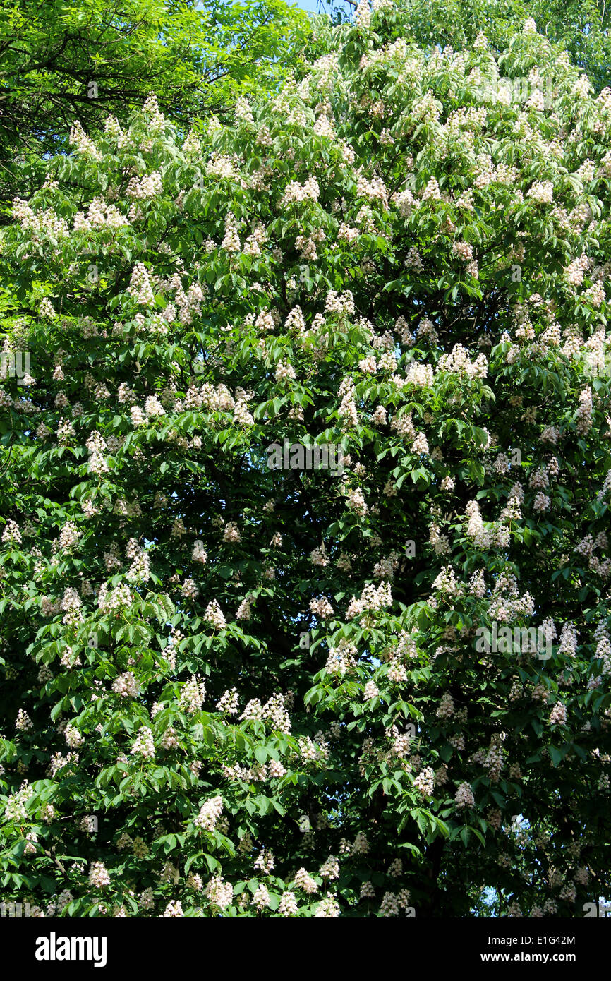 Corone di grande fioritura dei fiori di castagne Foto Stock