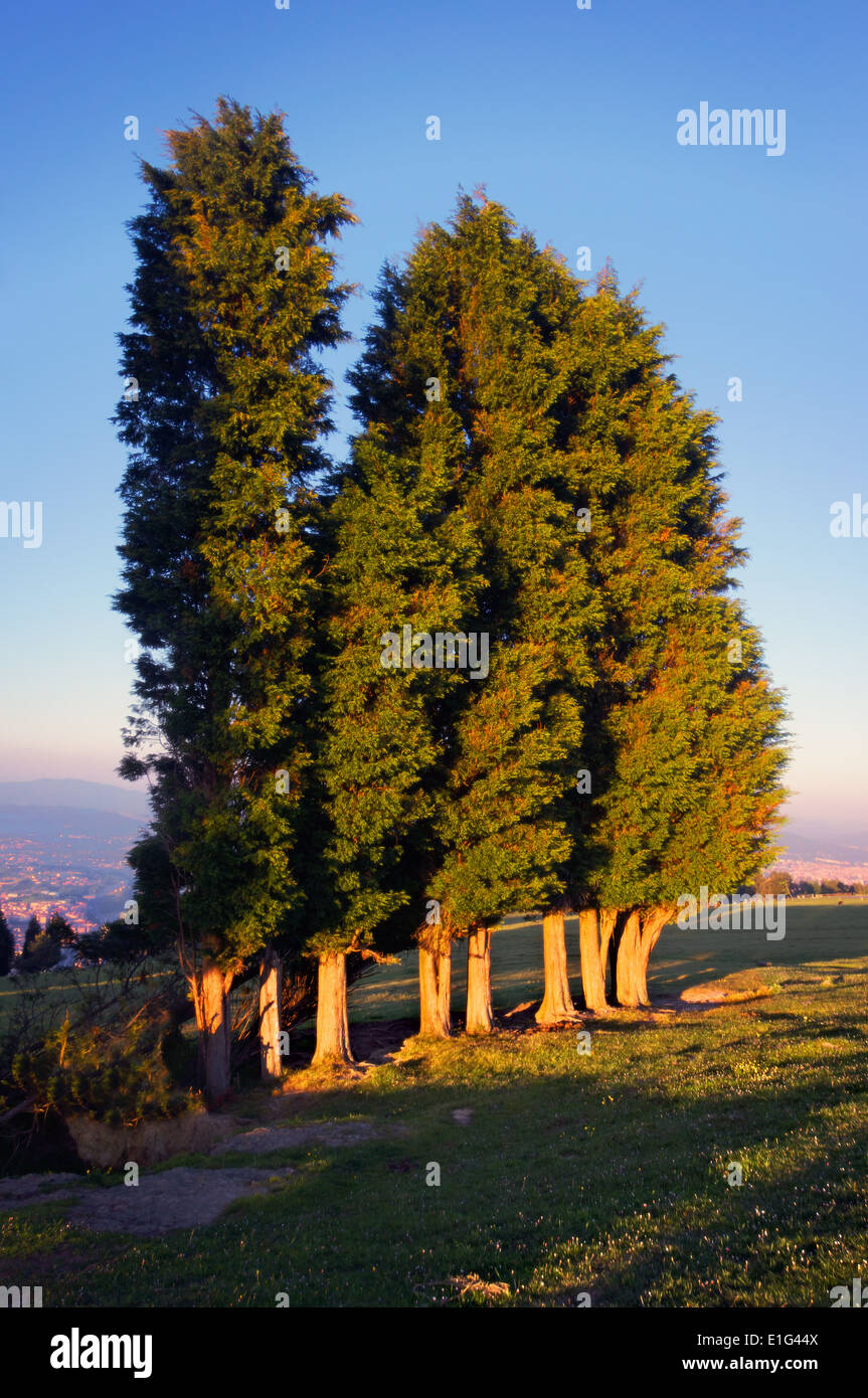 Gruppo di alberi al tramonto Foto Stock