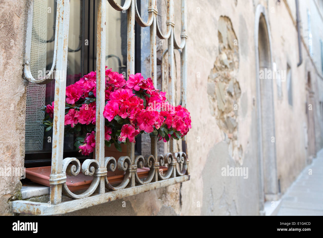 Fiori, Street, Montalcino, Toscana, Italia Foto Stock