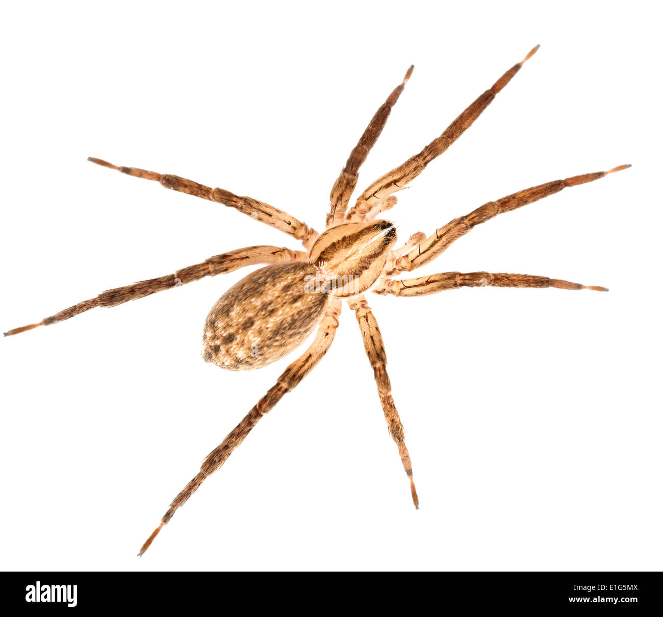 Zora spinimana è un comune ragno che oscilla attraverso l'erba tussocks. Il colore giallo-marrone color matching erba Morta foglie. Foto Stock