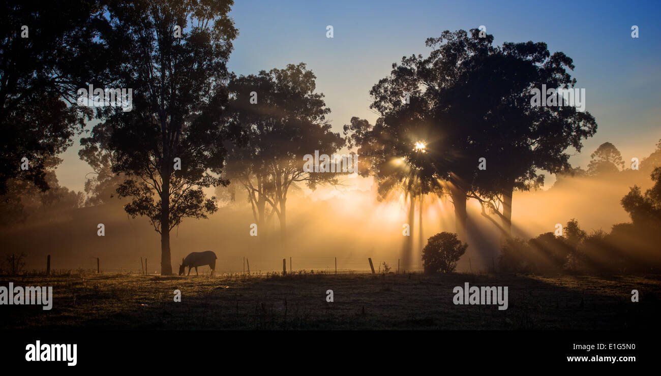 Rottura sole attraverso la nebbia e albero nella mattina in anticipo Foto Stock