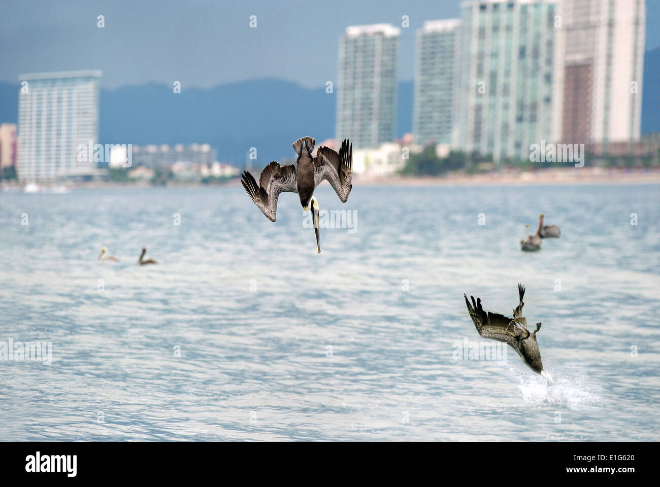 Tre pellicani immersioni per la prima colazione Foto Stock