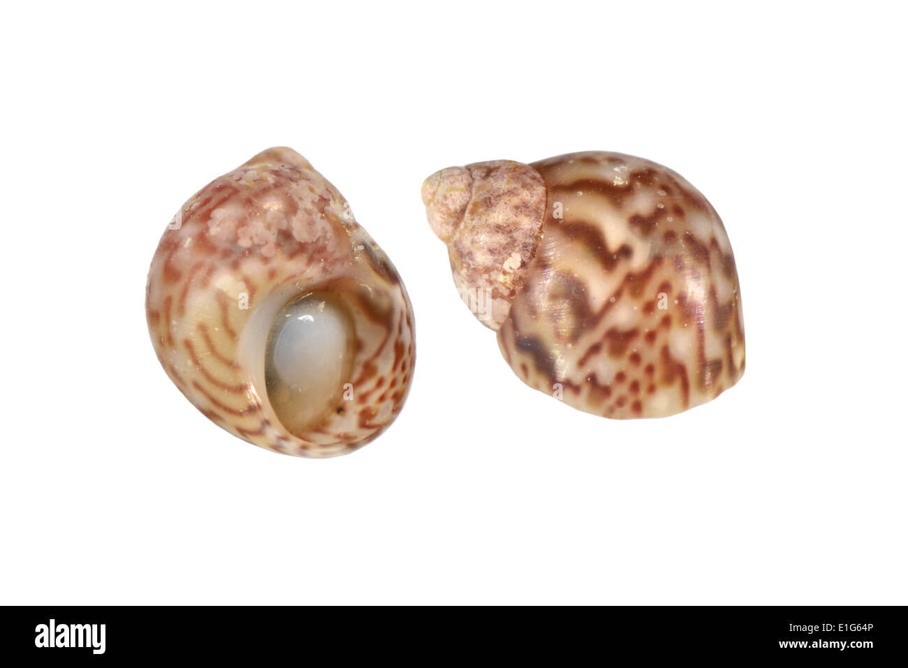 Fagiano Shell - Tricolia pullus Foto Stock