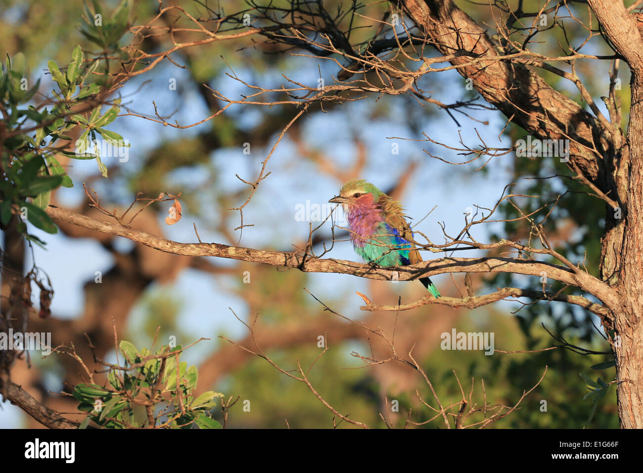 Lilla rullo contraffacciate uccello appollaiato in una struttura ad albero Sabi Sands Game Reserve, Kruger National Park, Sud Africa. Foto Stock