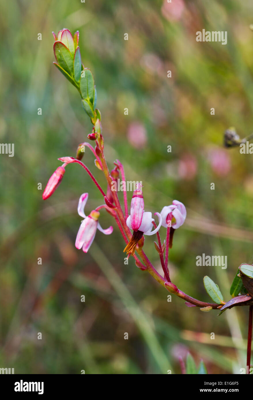 Fiori e boccioli di fiori recisi di mirtillo palustre di grandi dimensioni Foto Stock