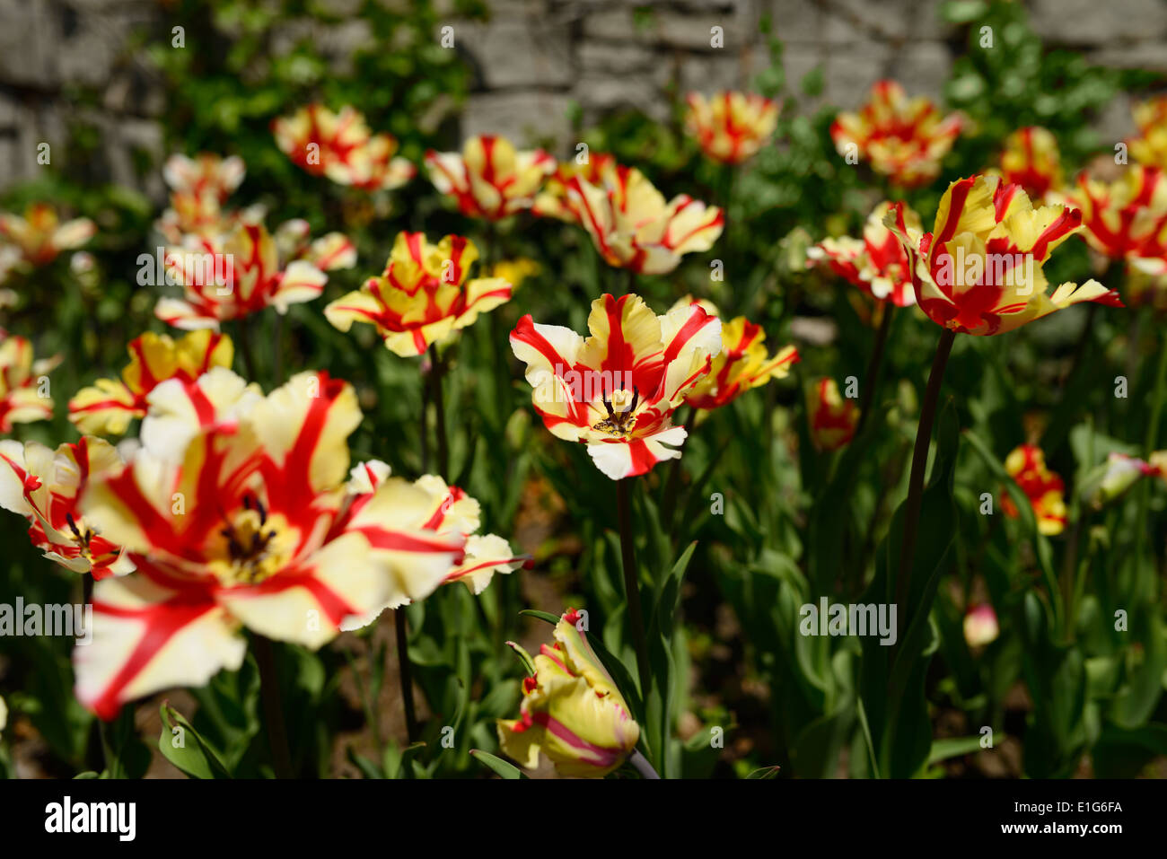 Crema di tulipani colorati con strisce rosse in Toronto giardino botanico in primavera Edwards Gardens Foto Stock