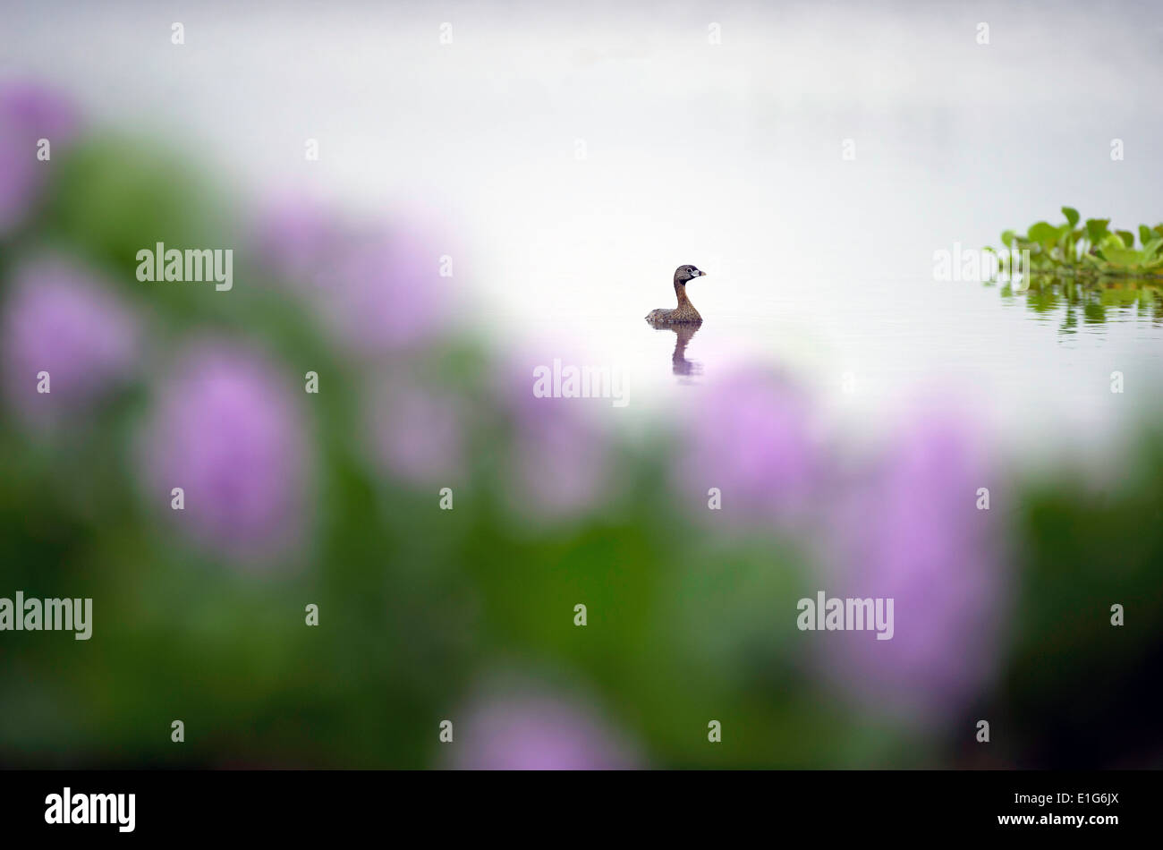 Questa laguna uccello è flottante tramite alcune luminose fiori viola Foto Stock