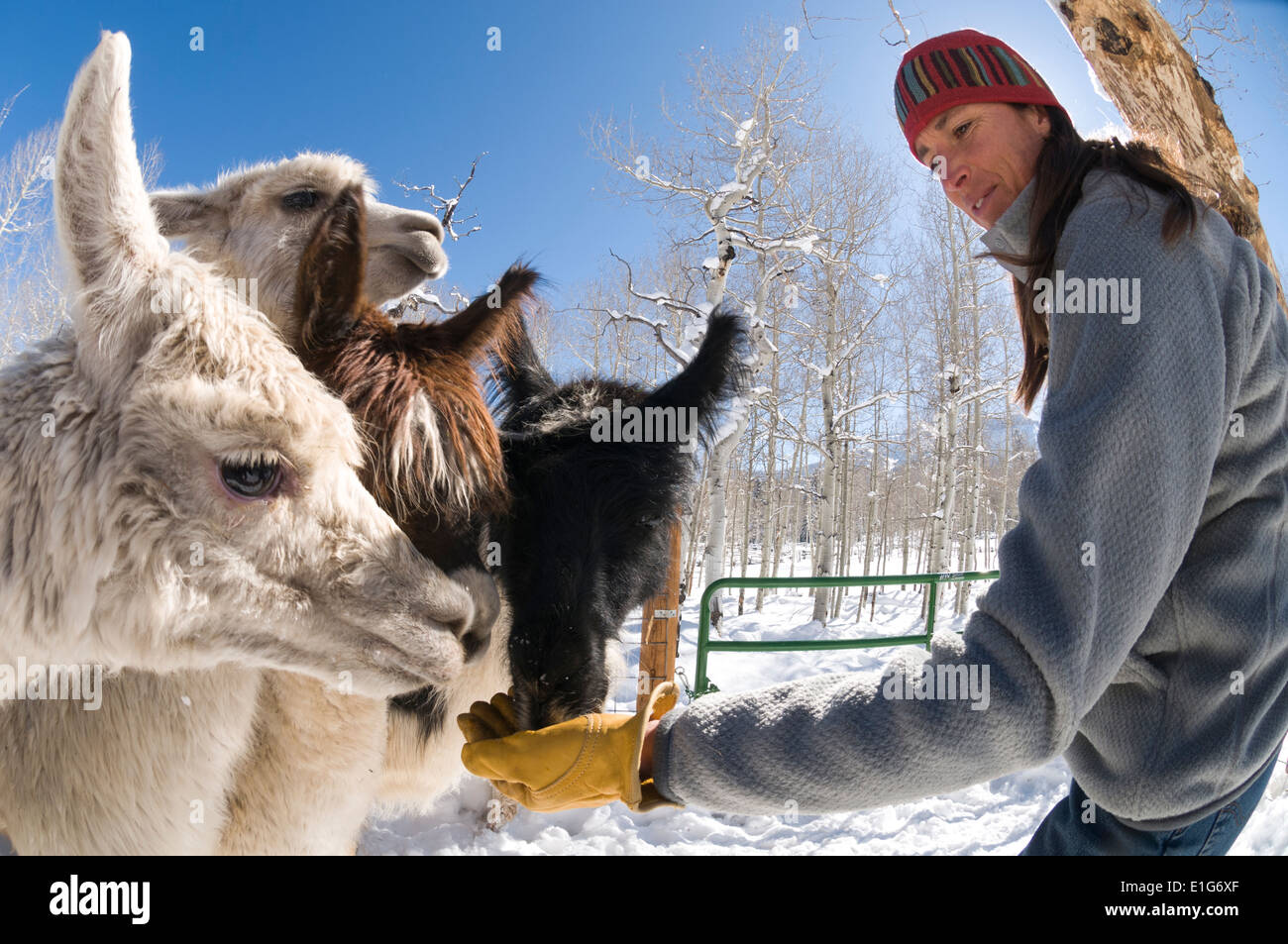 Una donna alpaca di alimentazione esterno vicino Ridgeway, Colorado. Foto Stock