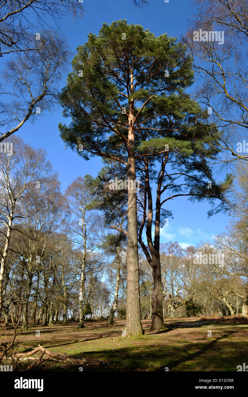 Solitario di pino silvestre - Pinus sylvestris, Matley legno, New Forest National Park, Hampshire Foto Stock