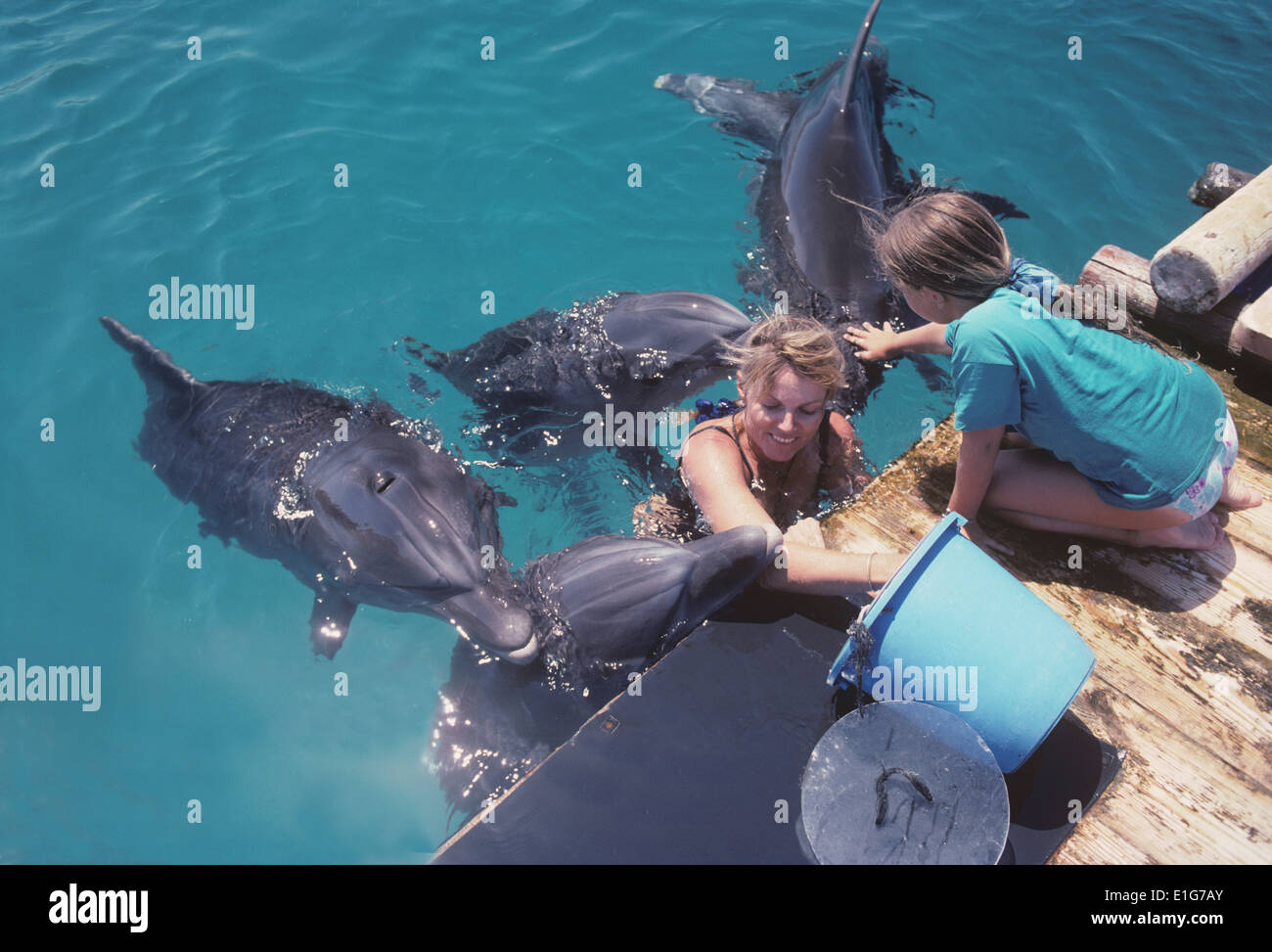 Dolphin trainer interagisce con il tursiope o delfino maggiore (Tursiops truncatus) - Eilat, Israele, Mar Rosso. Foto Stock