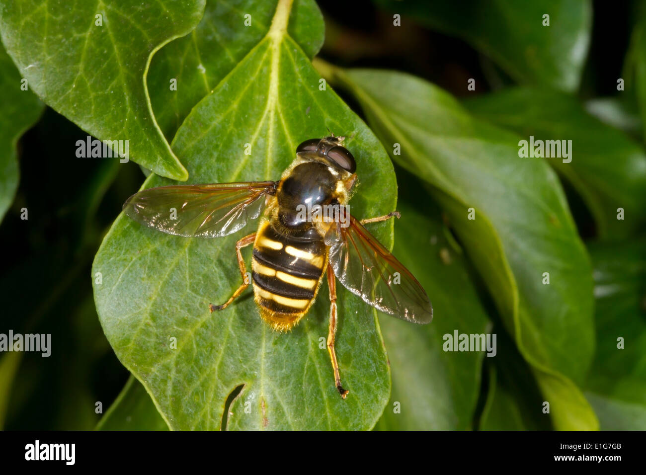Bog Hoverfly - Sericomyia silentis Foto Stock