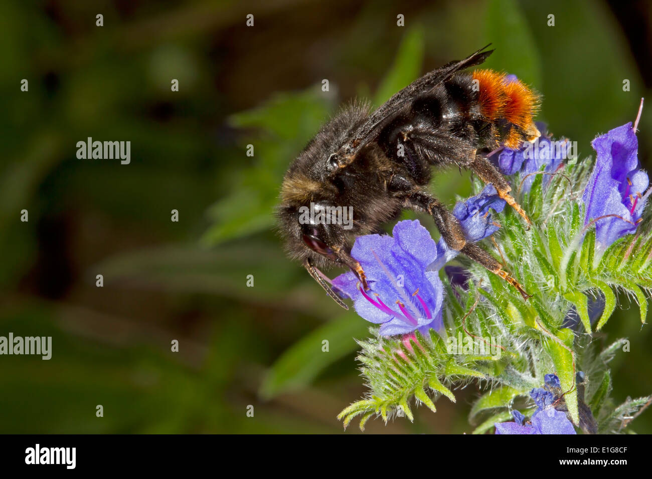 Hill o rosso-tailed cuculo Bumblebee - Bombus rupestris - femmina, alimentazione sulla Viper di Bugloss. Foto Stock