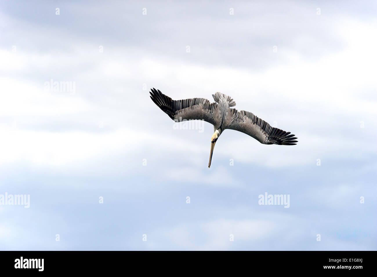 Un Pellicano si sta preparando a fare immersioni. Foto Stock