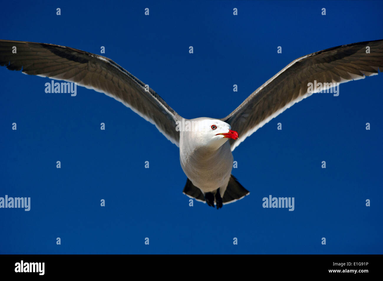 Un gabbiano uccelli marini è volare contro un profondo cielo blu Foto Stock