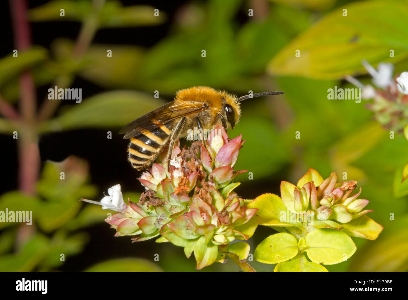 Ivy Bee - Colletes hederae - Maschio alimentazione su sedum. Foto Stock