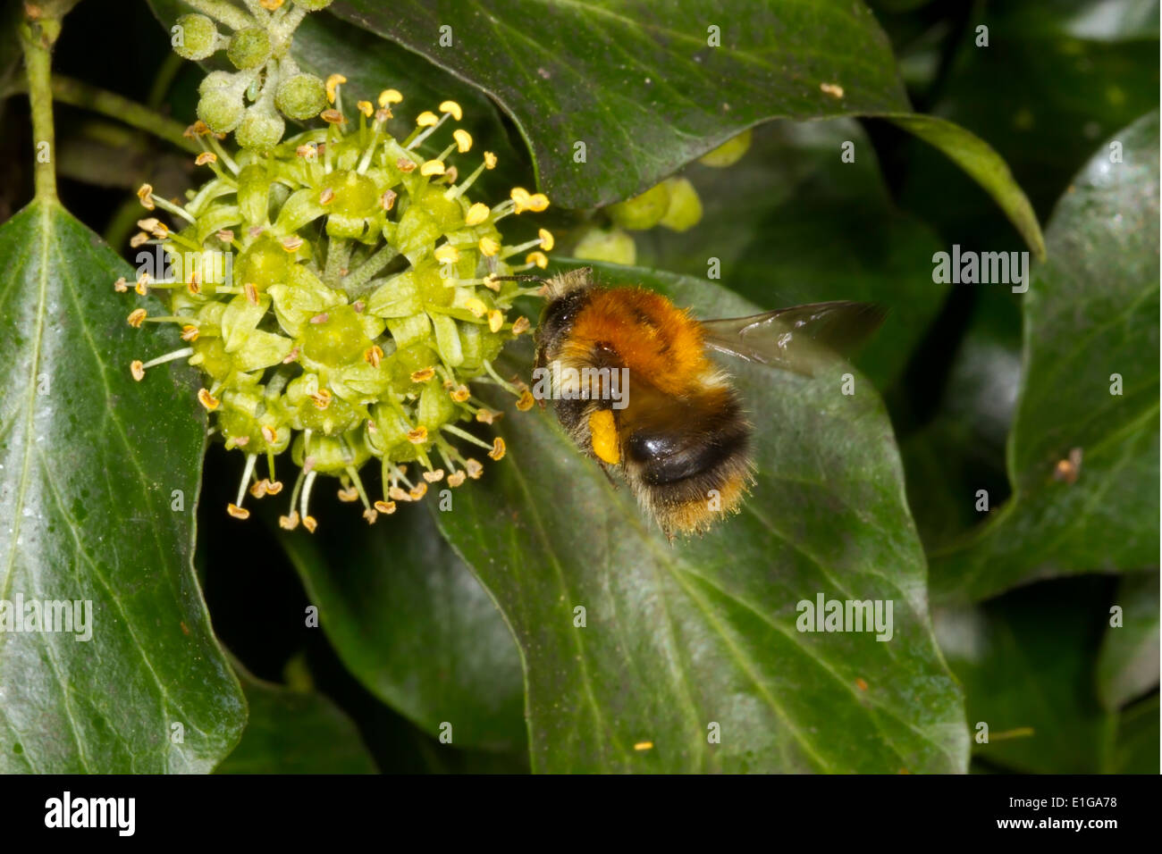 Carda comune Bee - Bombus pascuorum su Ivy. Foto Stock