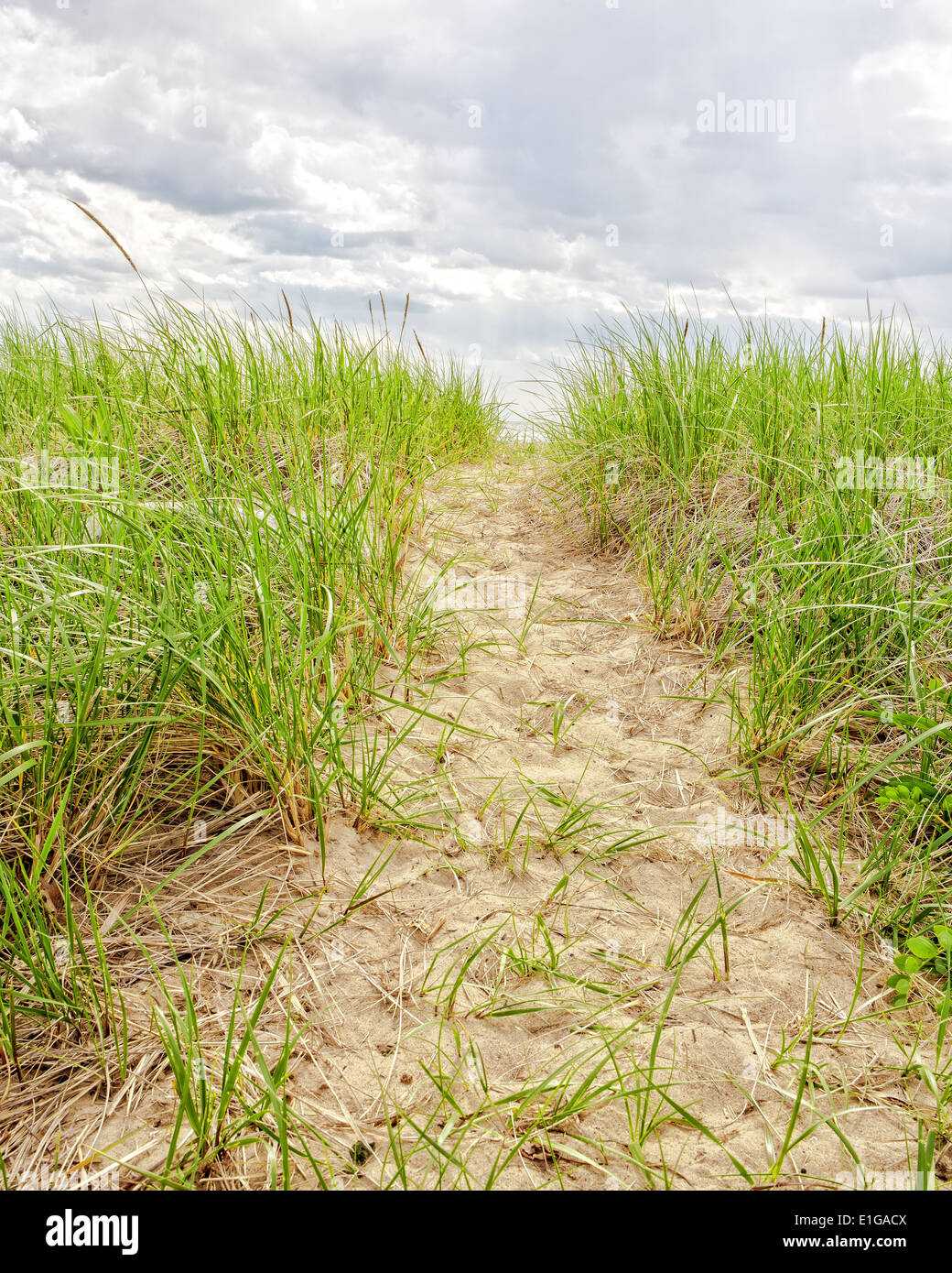 Un percorso attraverso le dune di sabbia e la spiaggia in erba. Harvey's Beach, Old Saybrook, Connecticut. Foto Stock