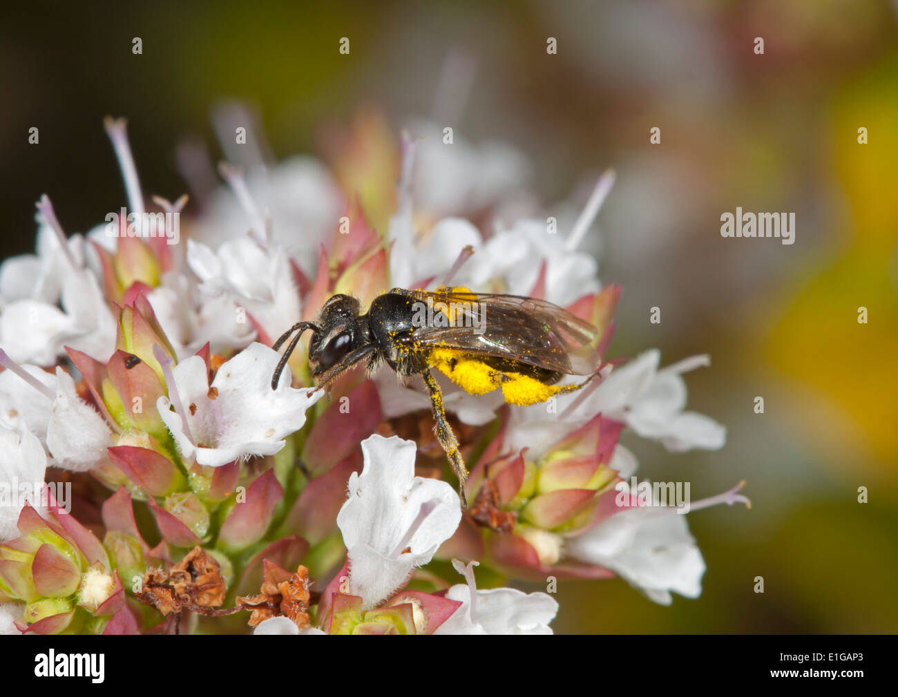 Andrena minutula - femmina Foto Stock