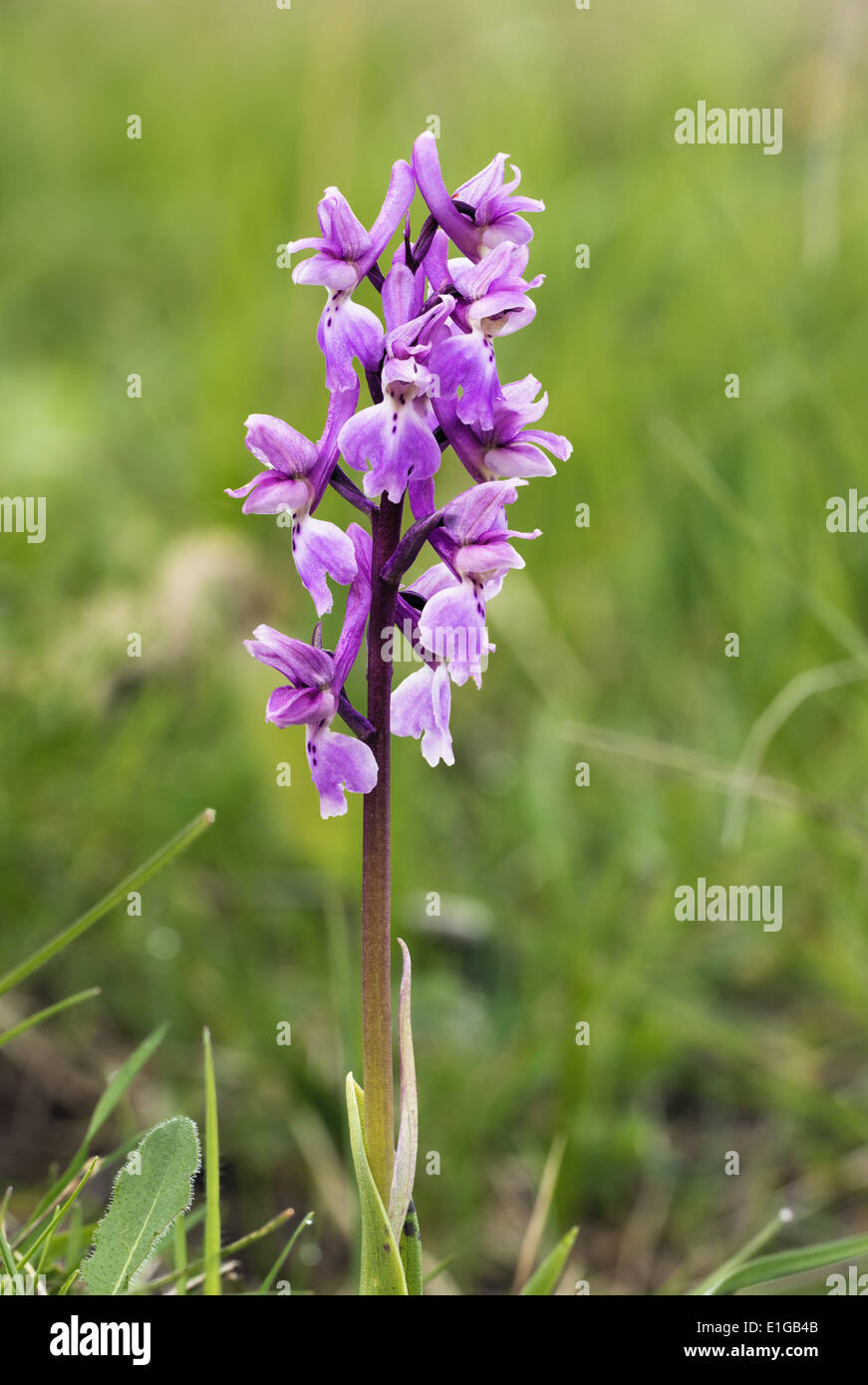 Orchis mascula early-orchidea viola in fiore Foto Stock