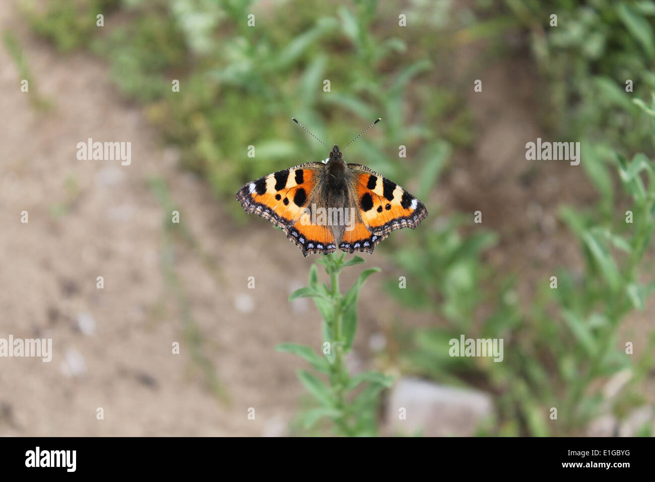 Farfalla arancione con modello nero sedersi sul prato verde con ali aperte Foto Stock