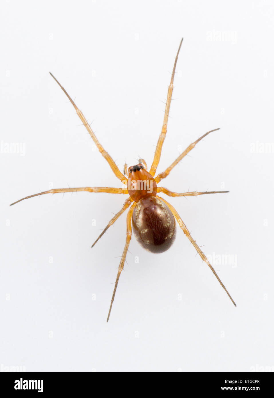 Linyphia hortensis - femmina. Un piccolo ma in comune amaca-web spider che gira un basso web nel campo strato nel bosco. Foto Stock