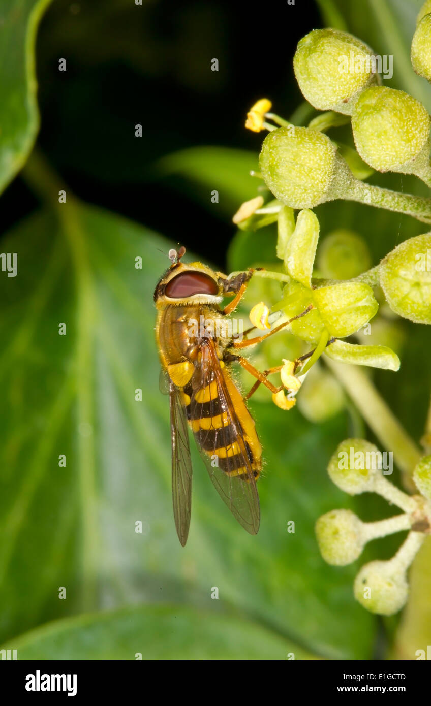 Comune Hoverfly nastrati, Syrphus ribesii, su Ivy, autunno, NORFOLK REGNO UNITO Foto Stock