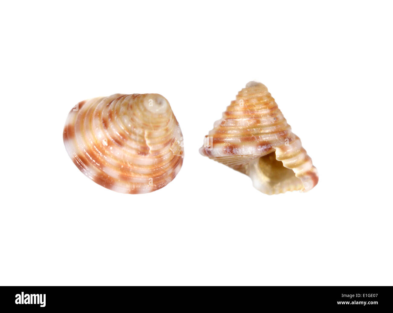 Parte superiore verniciata Shell - Calliostoma zizyphimum Foto Stock