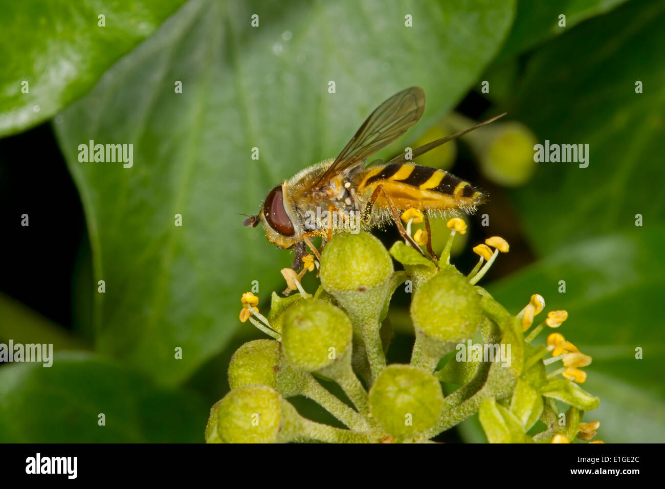 Vetro-winged Hoverfly - Syrphus vitripennis Foto Stock