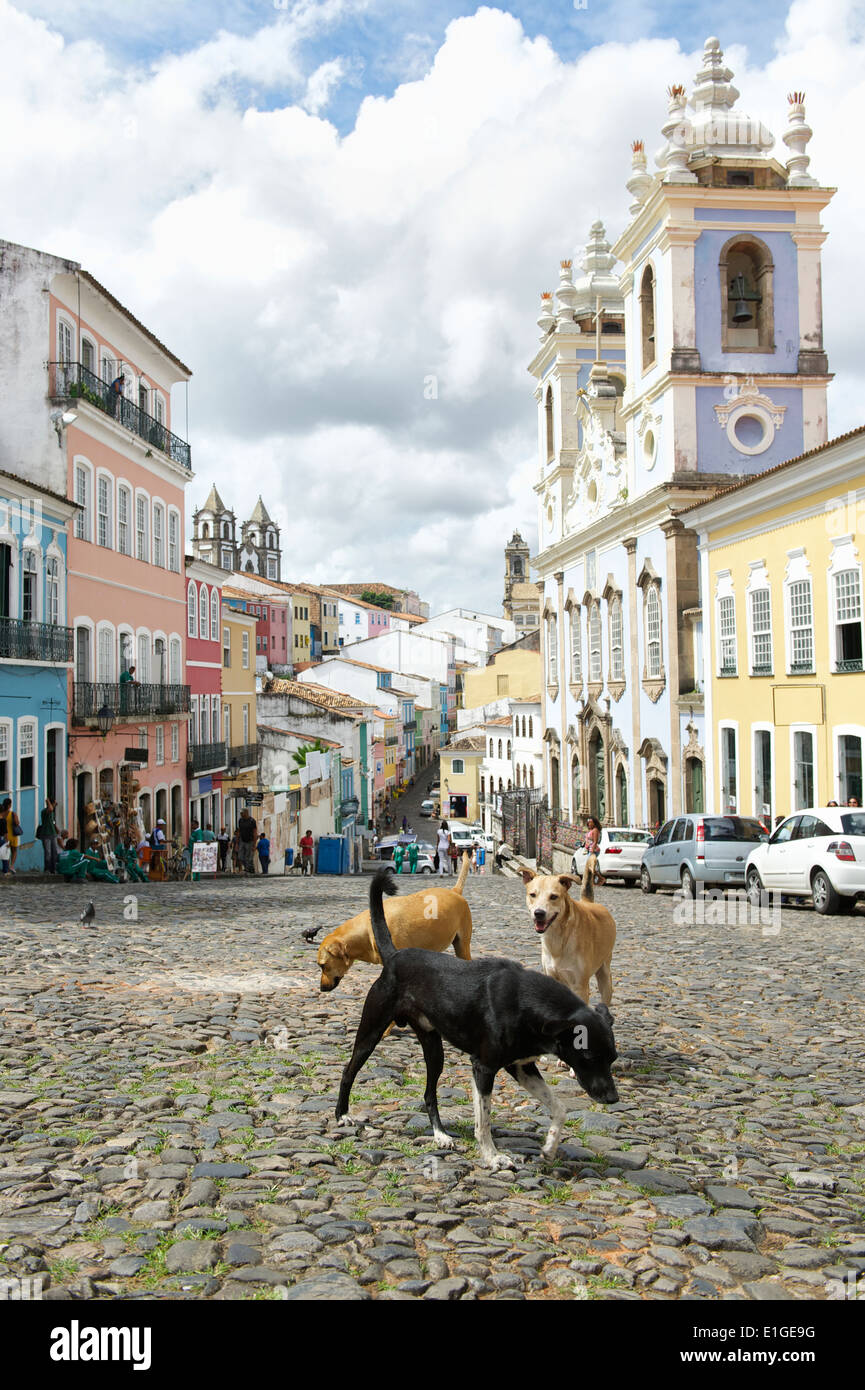 I cani randagi si radunano in ciottoli di Plaza di fronte colorata architettura coloniale nel centro storico di Pelourinho Salvador Foto Stock