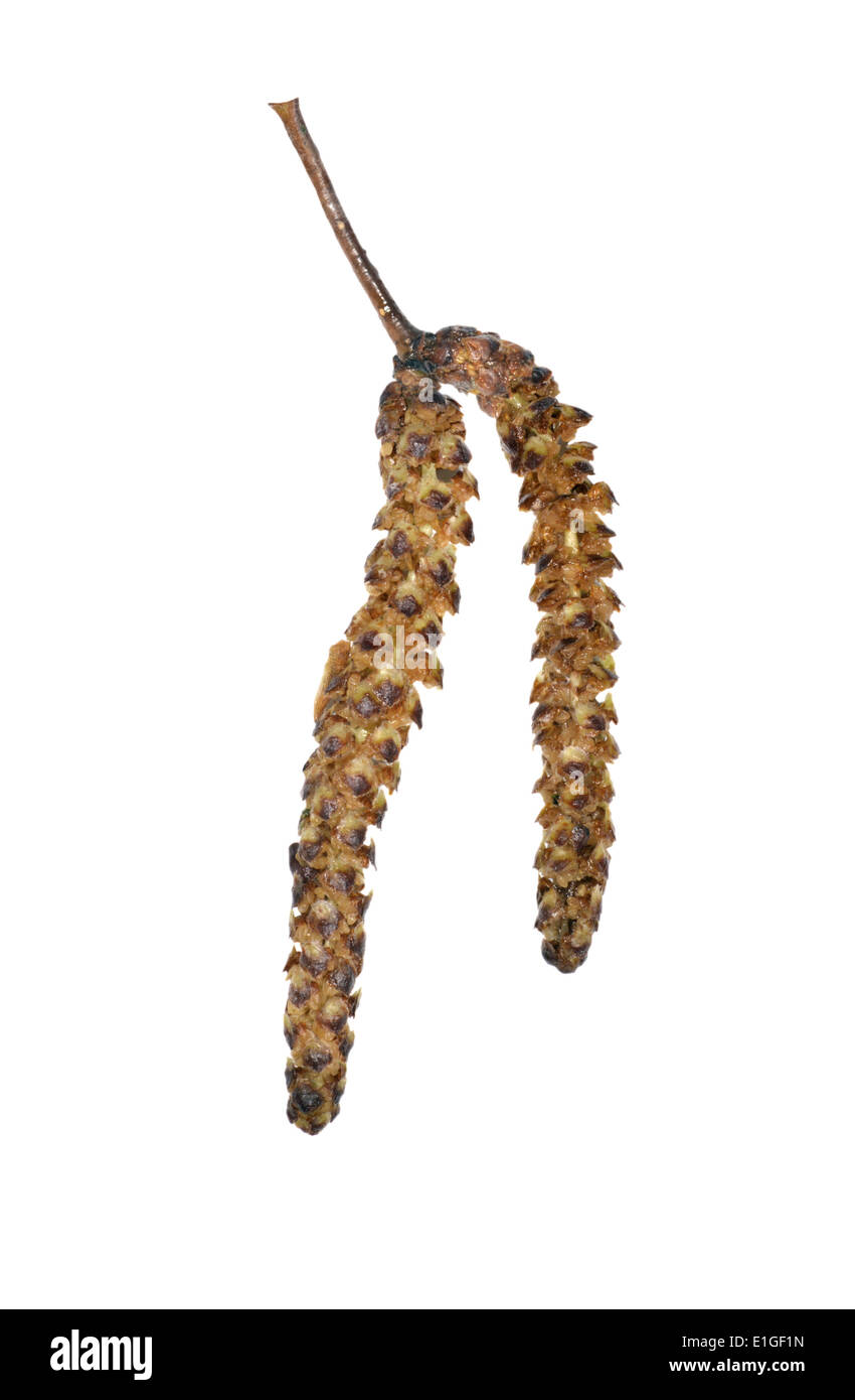 Argento Betulla Betula pendula Betulaceae Foto Stock