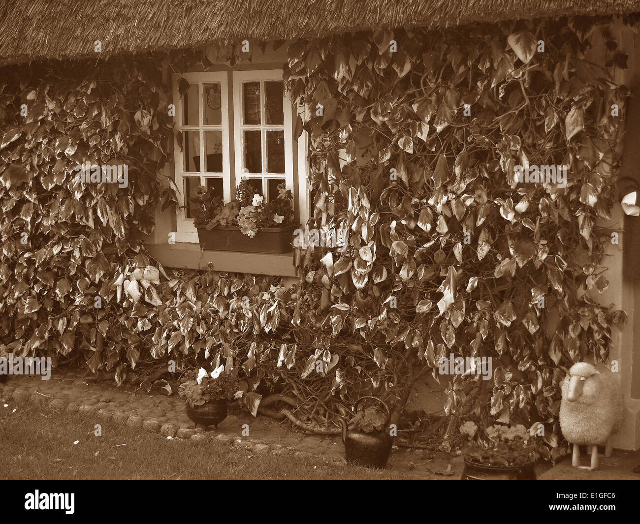 Una coperta di edera tetto di paglia cottage a Adare,l'Irlanda Foto Stock