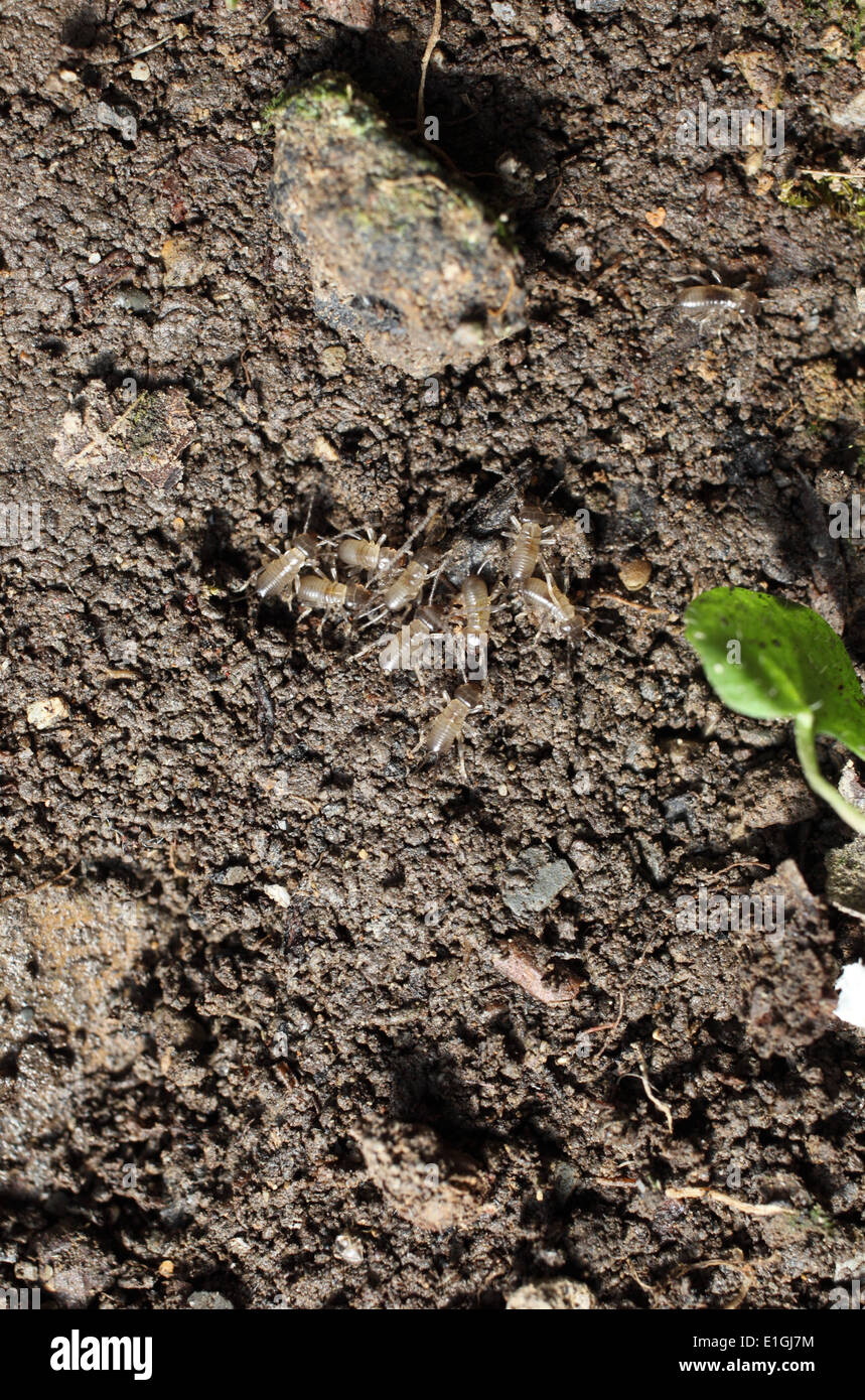 Forficula auricularia Earwig nido di baby earwigs nel suolo Foto Stock