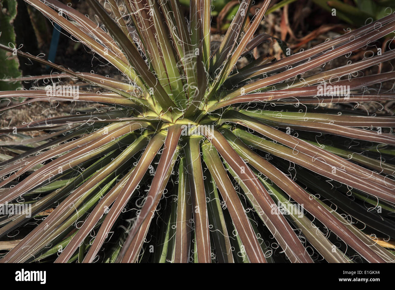 Agave Agave schidigera close up di impianto Foto Stock