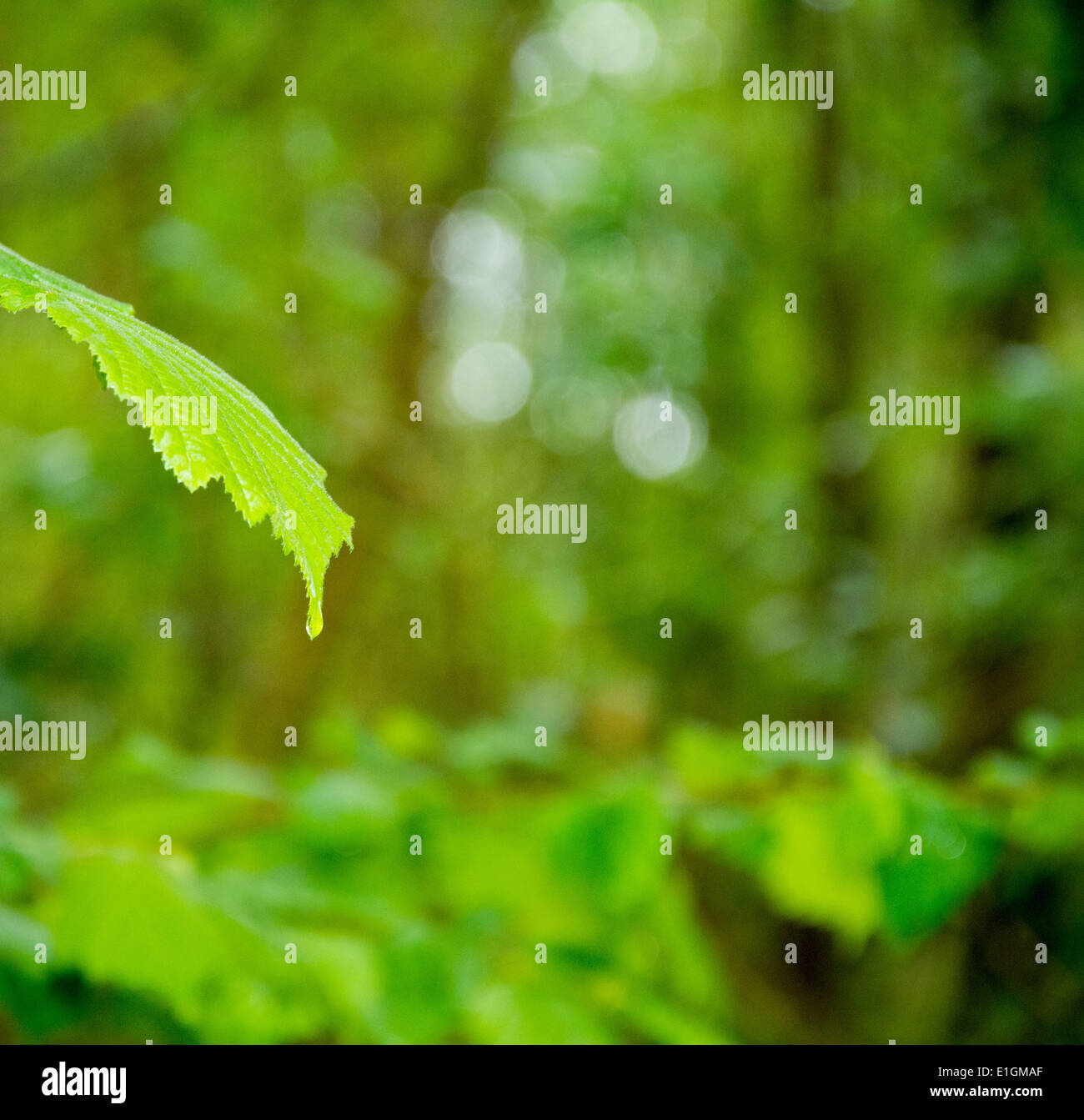 Goccia di pioggia Foto Stock