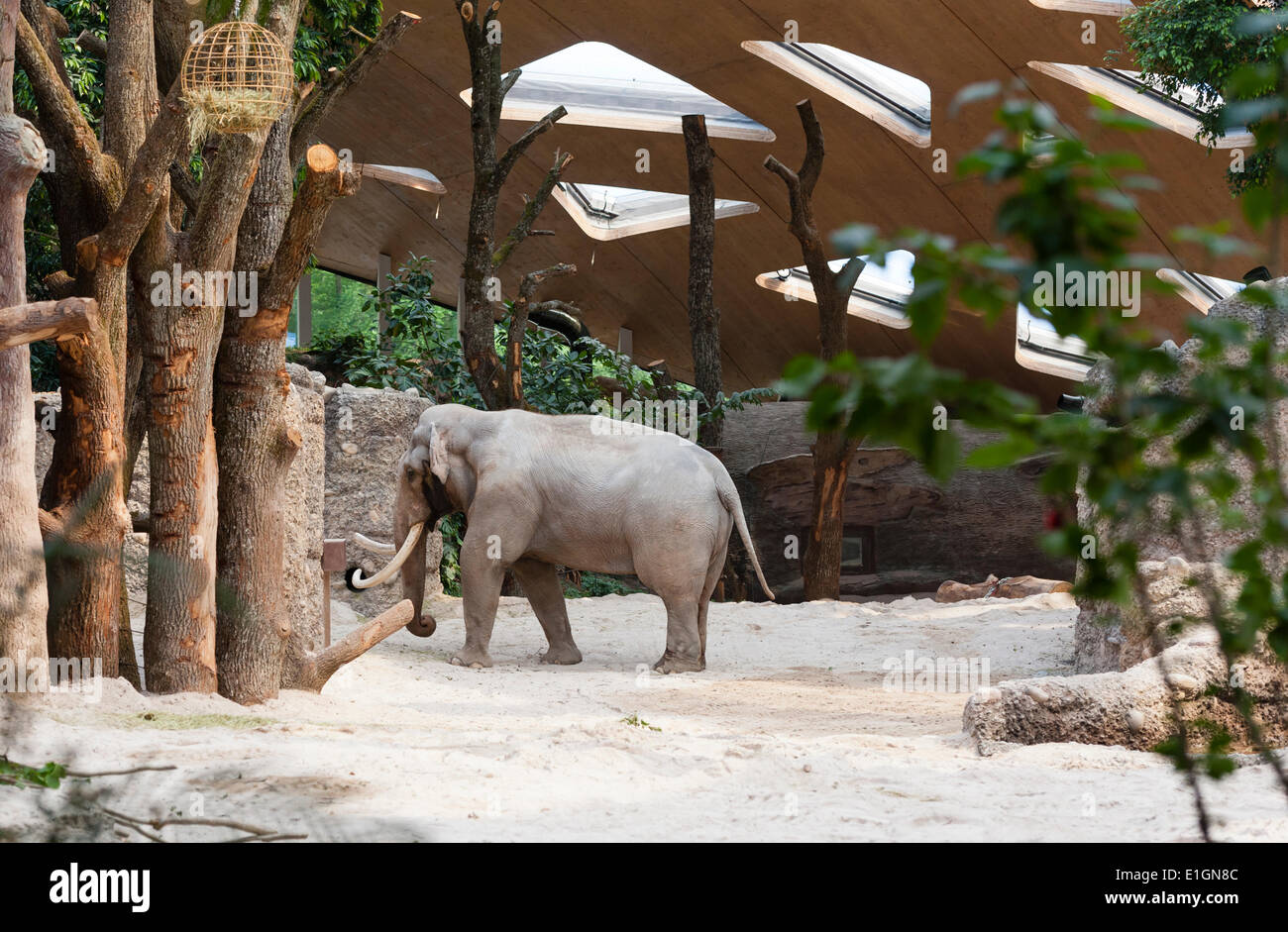 Zurigo, Svizzera. Il 4 giugno 2014. Elephant bull 'Maxi' dello zoo di Zurigo è passeggiando la sua nuova casa e lo zoo di nuova attrazione: 'Kaeng Krachan' elephant park, il 10'000 metri quadrati paesaggio artificiale al di sotto di una spettacolare cupola consente ai visitatori di osservare gli elefanti quasi come nel loro habitat naturale. Dopo un periodo di costruzione di 3 anni, il nuovo parco apre al pubblico sabato 7 giugno 2014. Credito: Erik Tham/Alamy Live News Foto Stock