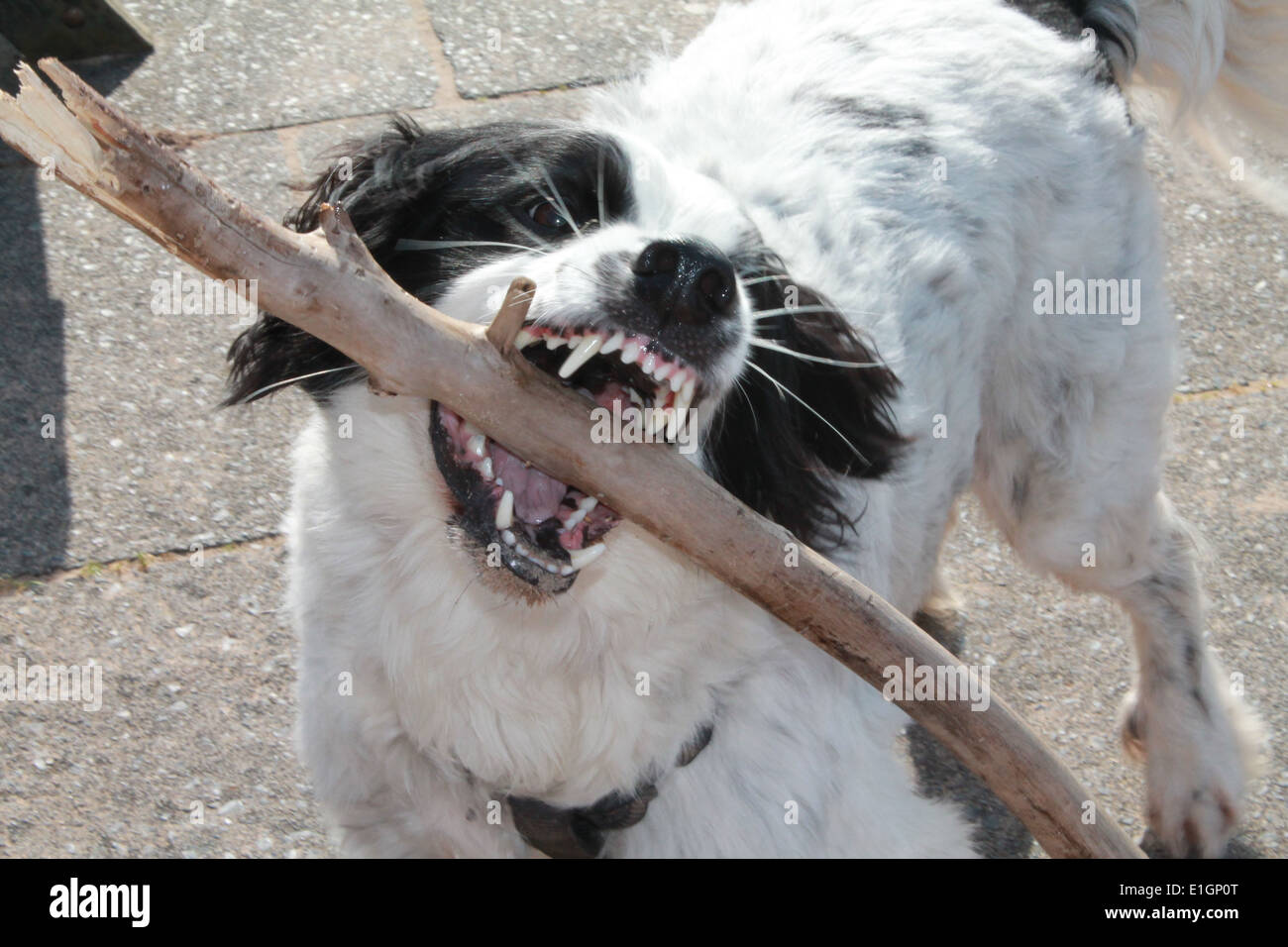 Cane tenendo un bastone nella sua bocca che mostra i suoi denti Foto Stock