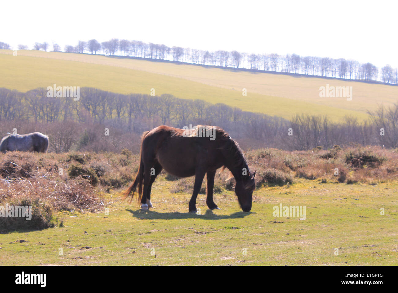 Wild Horse sulle colline di Quantock Foto Stock