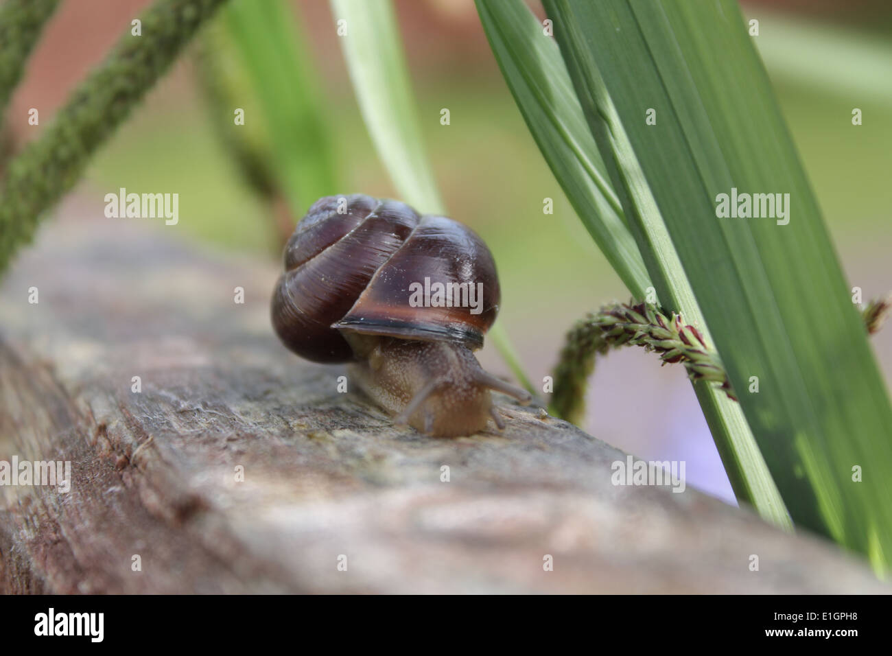 Una lumaca strisciare lungo una recinzione da giardino in estate Foto Stock