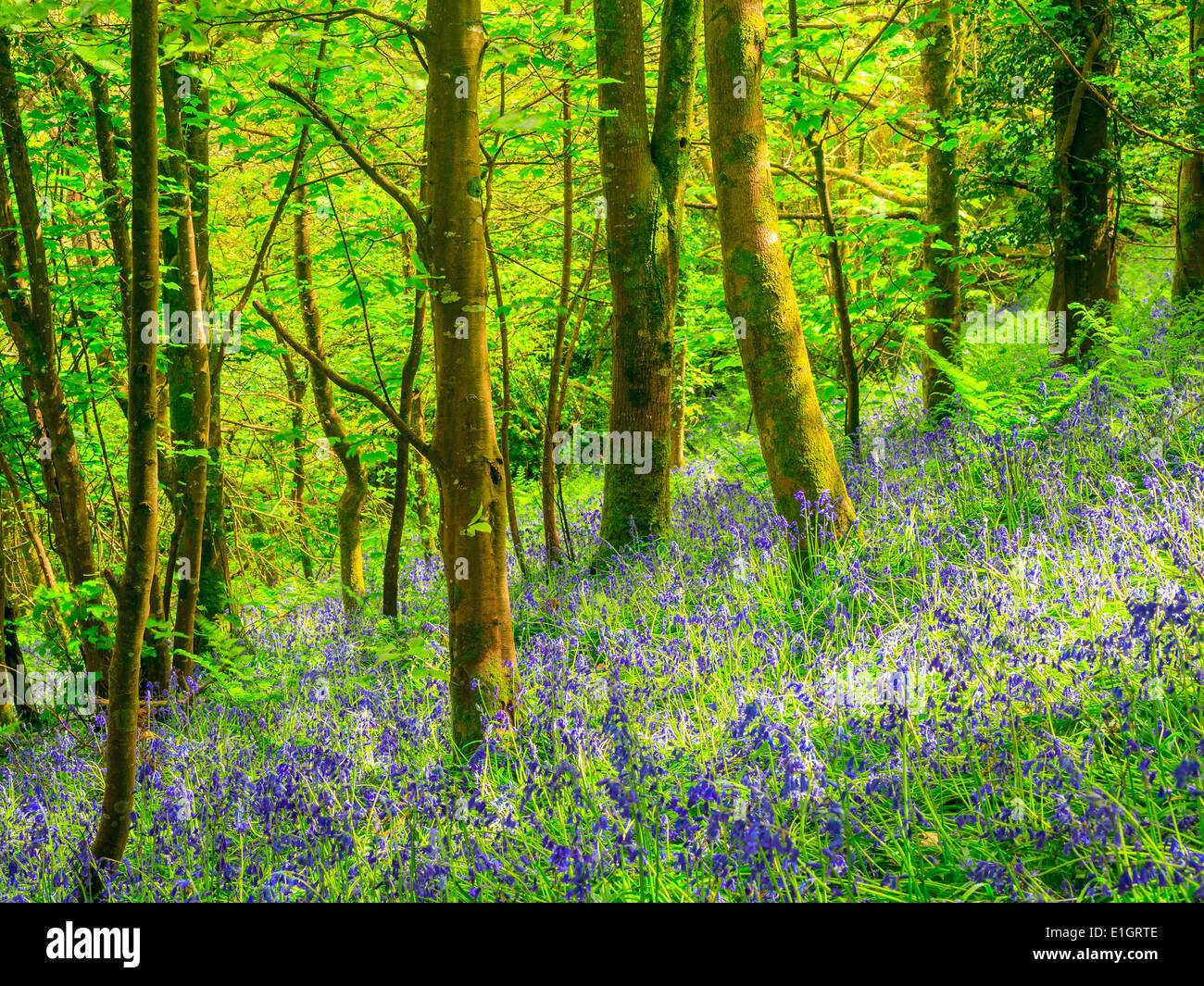 La molla in un bellissimo bosco Bluebells Cornwall Inghilterra UK Europa Foto Stock