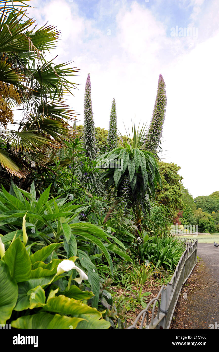 Queens Park Brighton Regno Unito con piante esotiche Foto Stock